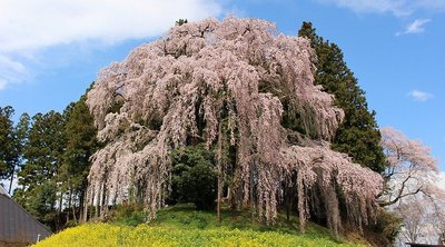 🌸 갓센바의 수양벚나무 (캇센바노시다레자쿠라) 이미지 2